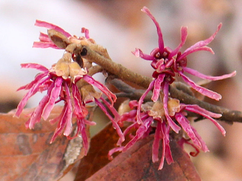 Hamamelis, 'Amethyst' Witch Hazel