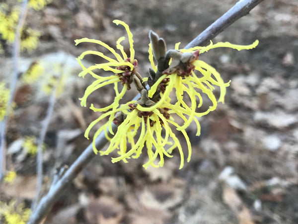 Hamamelis x intermedia, 'Andrea' Witch Hazel