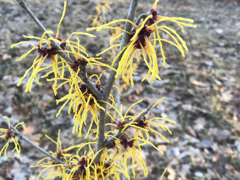 Hamamelis x intermedia, 'Bernstien' Witch Hazel