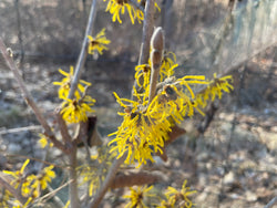 Hamamelis mollis, 'Iwado'