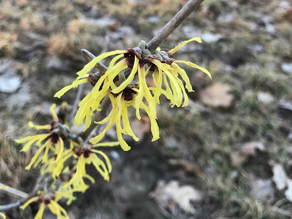 Hamamelis x intermedia, 'Primavera' Witch Hazel