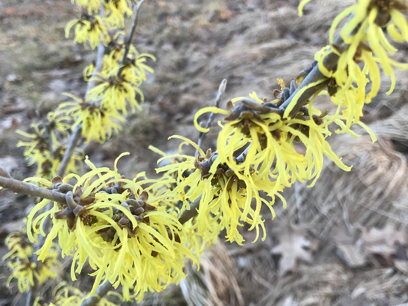 Hamamelis x intermedia, 'Savill Starlight' Witch Hazel