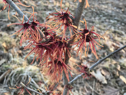 Hamamelis x intermedia, 'Aimelie' Witch Hazel