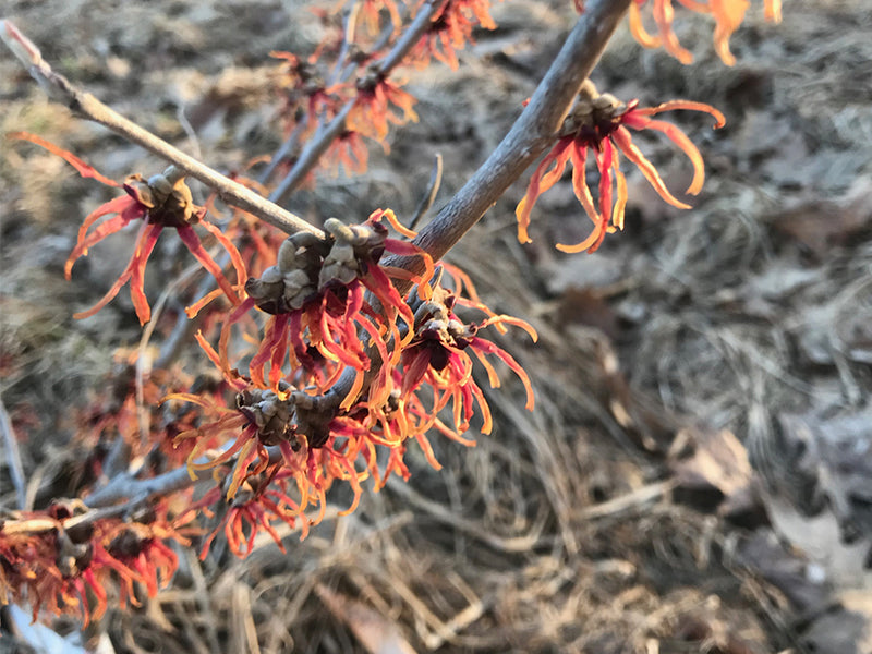 Hamamelis x intermedia, 'Athena' Witch Hazel – Cricket Hill Garden