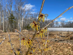 Hamamelis x intermedia, 'Bernstien' Witch Hazel