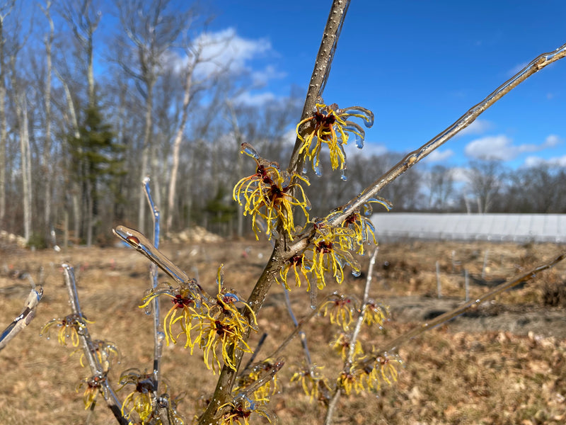 Hamamelis x intermedia, 'Bernstien' Witch Hazel