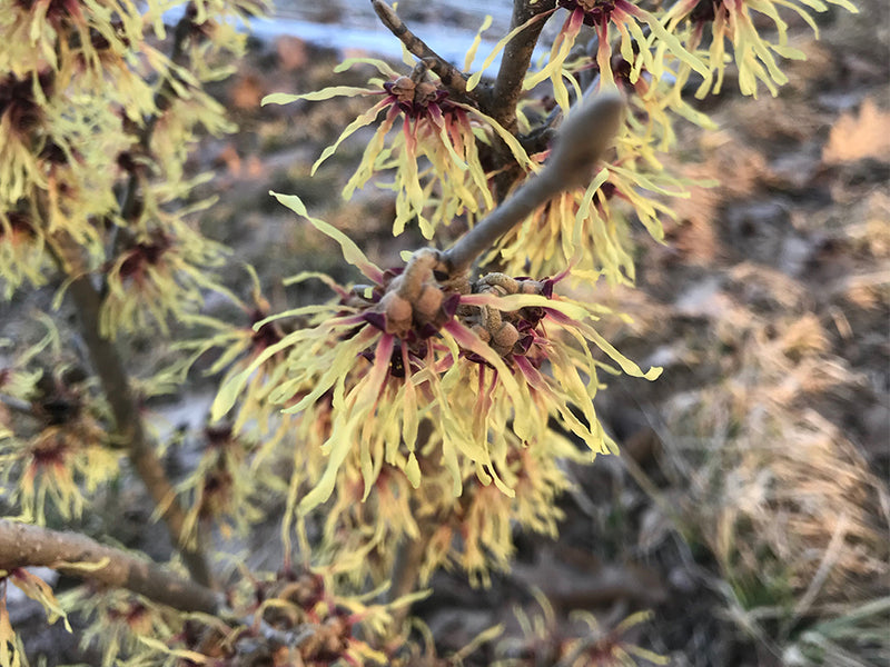 Hamamelis x intermedia, 'Strawberries and Cream' Witch Hazel