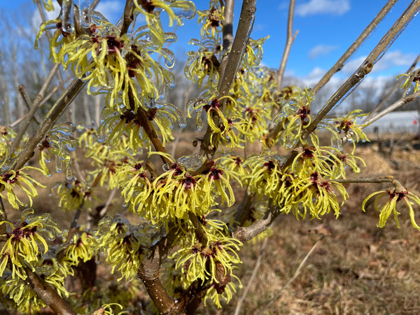 Hamamelis x intermedia, 'Primavera' Witch Hazel