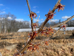 Hamamelis vernalis, 'Woodland Joy' Witch Hazel