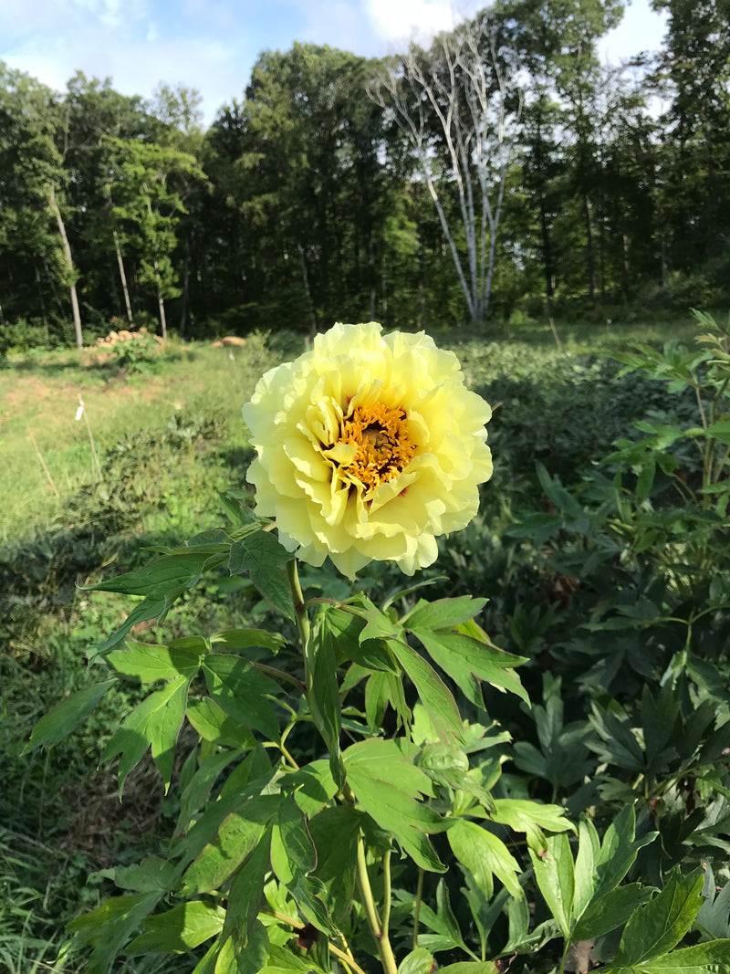 Paeonia, 'High Noon' hybrid tree peony