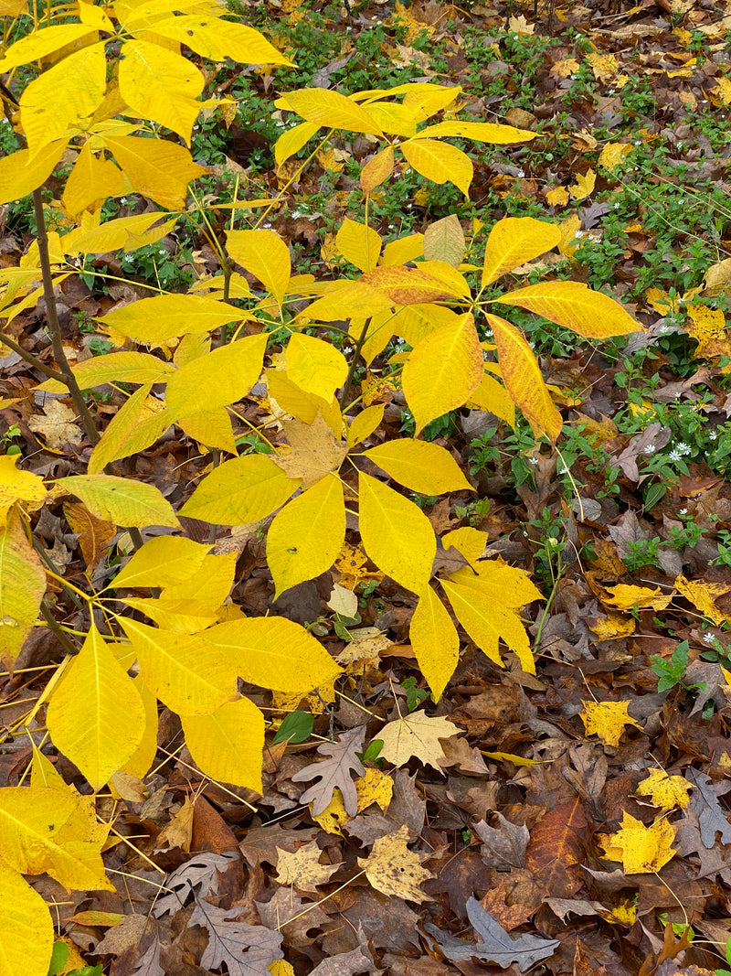 Aesculus parviflora, Bottlebrush Buckeye