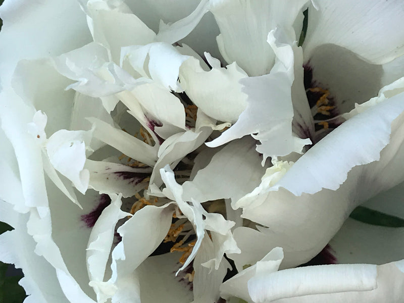 Paeonia rockii, 'White Swallow Tail Flecked with Gold' Chinese rockii tree peony