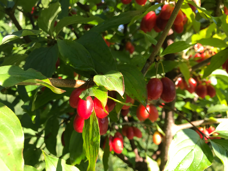 Cornus, 'Redstone' cornelian cherry