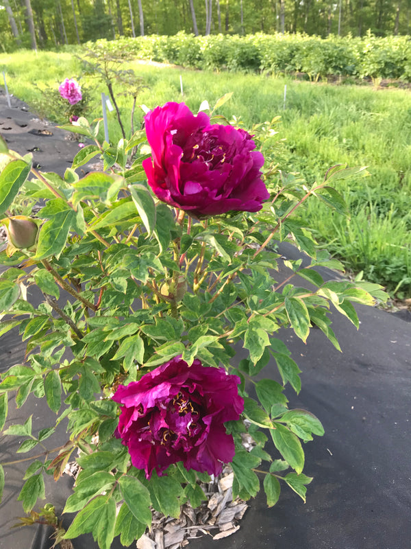 Paeonia, "Purple Tower Inlaid with Gold" Chinese rockii tree peony