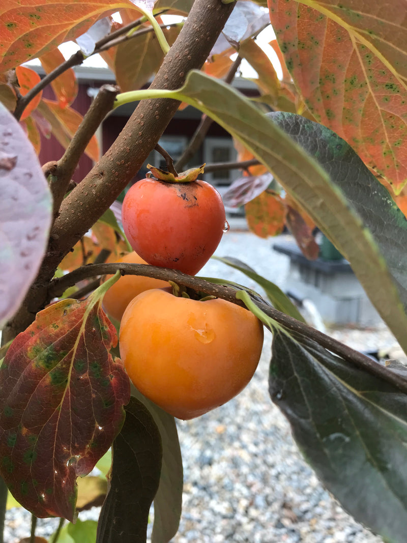 Diospyros, Egg-Shaped Persimmon from China