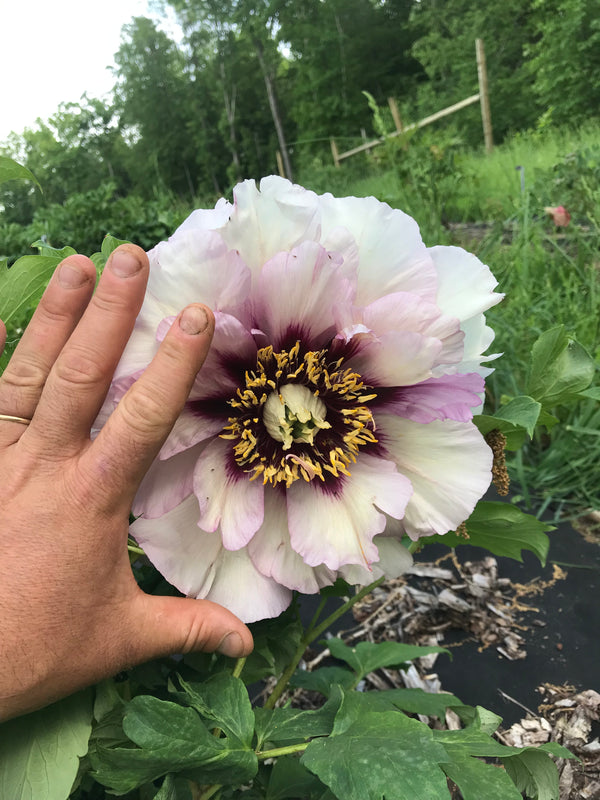 Paeonia, 'Zephyrus' American hybrid tree peony
