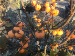 Diospyros, Egg-Shaped Persimmon from China