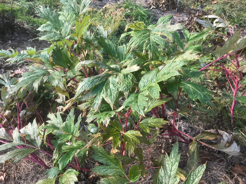 Paeonia lutea var. ludlowii