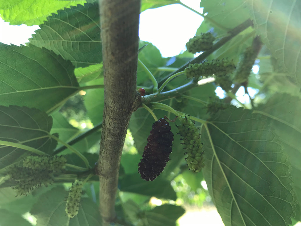 Morus, 'Italian' Mulberry – Cricket Hill Garden