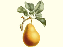 Pear, 'Tennosui'