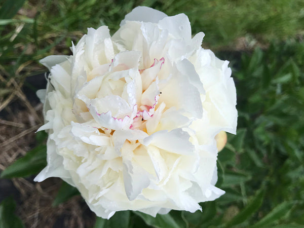 Paeonia lactiflora, 'Kelway's Glorious' herbaceous peony PICK UP