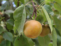 Pyrus, 'Kosui' asian pear