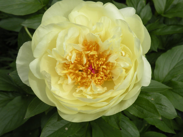 Paeonia, 'Lemon Chiffon' hybrid herbaceous peony PICK UP