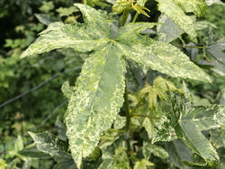 Liquidambar styraciflua 'Frosty' Variegated Sweetgum