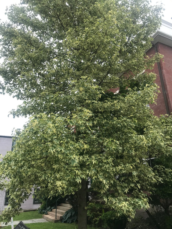 Liquidambar styraciflua, 'Silver King' variegated sweetgum