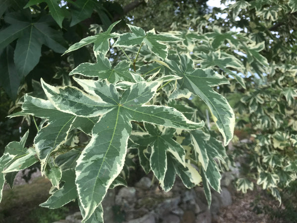 Liquidambar styraciflua, 'Silver King' variegated sweetgum