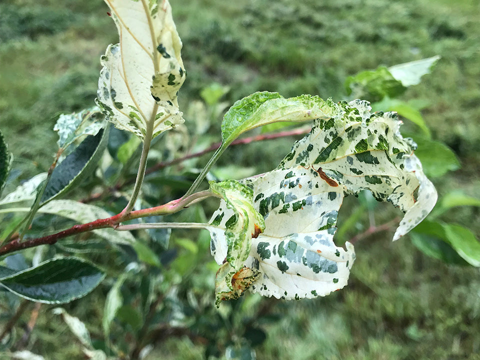 crab apple plant Malus, Yinger Variegated Crab Apple
