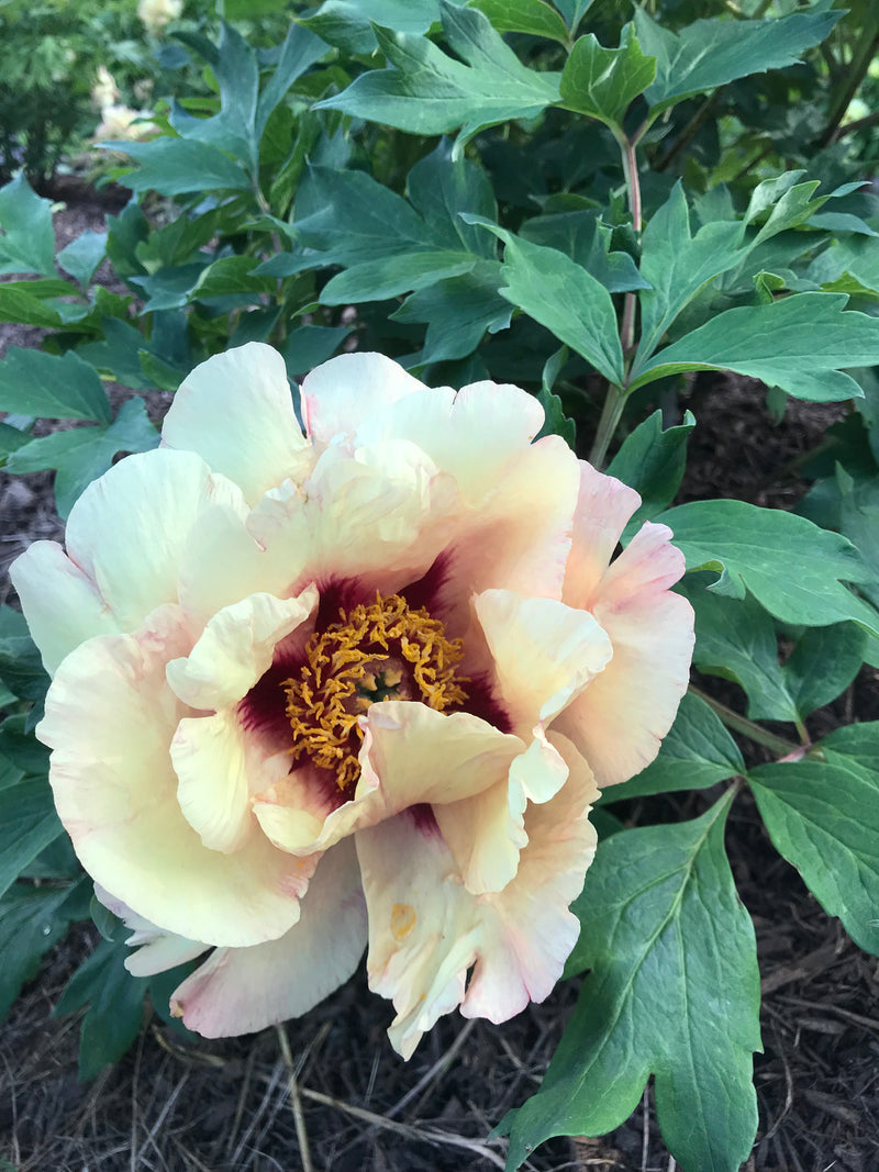 Paeonia, 'Manchurian Promise' hybrid tree peony