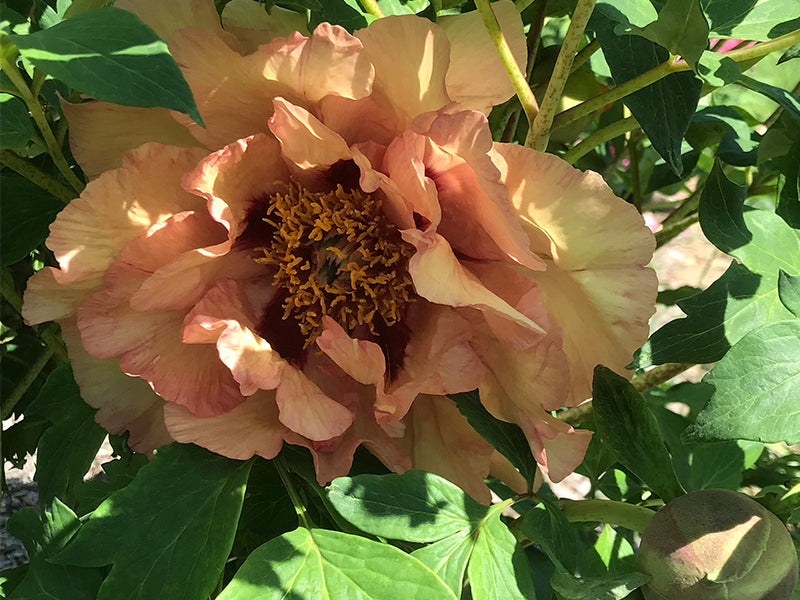 Paeonia, 'Manchurian Promise' hybrid tree peony