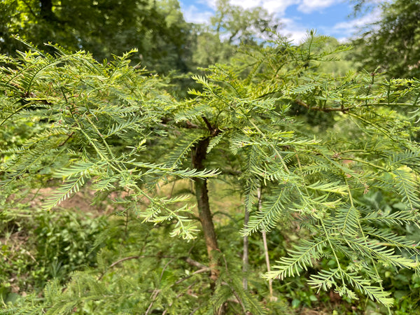 Metasequoia glyptostroboides, 'Bonsai' Dwarf Dawn Redwood