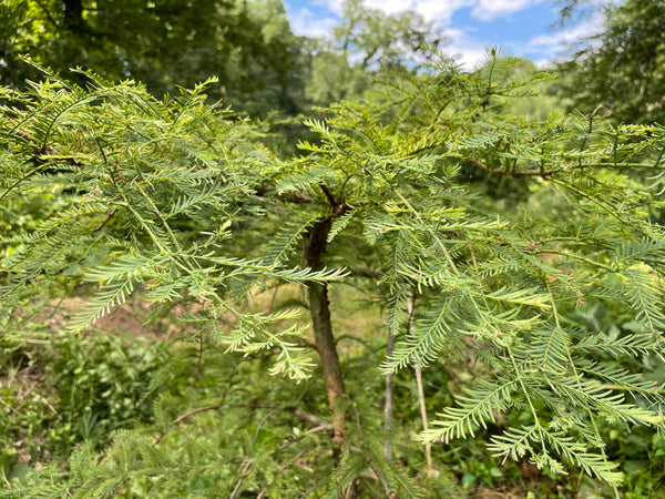 redwood bonsai tree for sale Metasequoia glyptostroboides, 'Bonsai' Dwarf Dawn Redwood – Cricket Hill Garden