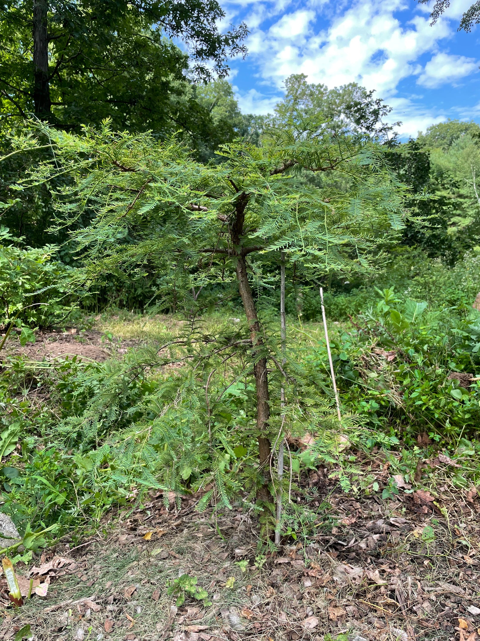 Metasequoia glyptostroboides, 'Bonsai' Dwarf Dawn Redwood – Cricket Hill  Garden