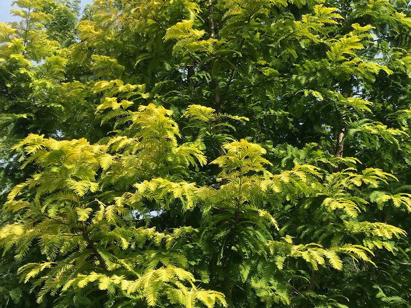 Metasequoia glyptostroboides, 'Ogon' Golden Dawn Redwood