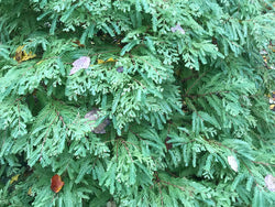 Metasequoia glyptostroboides, 'Schirrmann's Nordlicht' Variegated Dawn Redwood