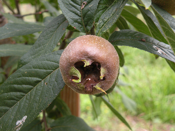 Mespilus germanica, 'Monstreuse d'Evreinoff' Medlar