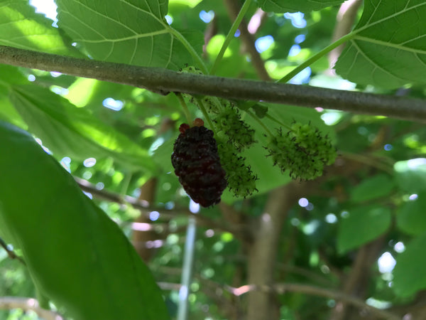 Morus, 'Illinois Everbearing' mulberry