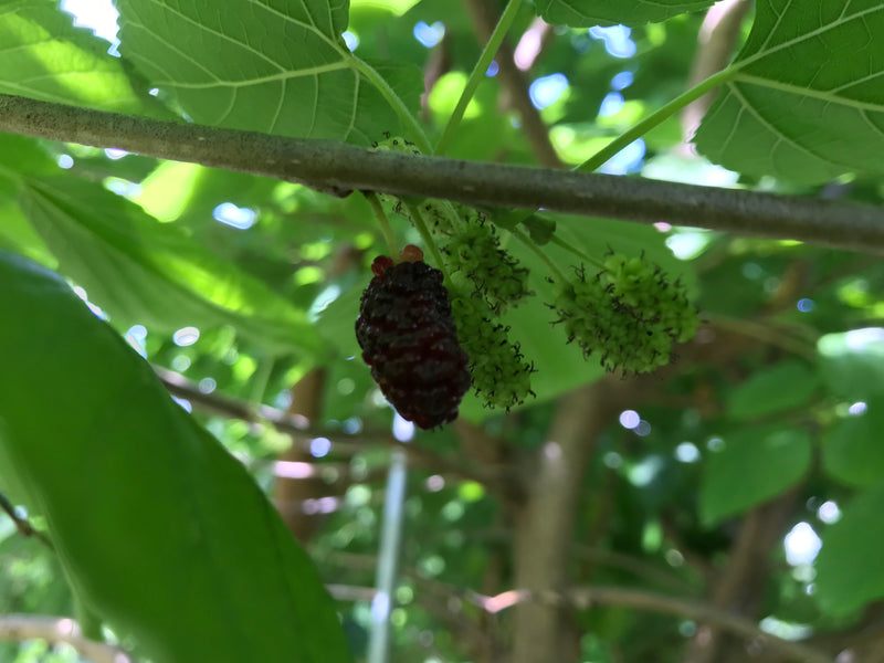 burgess seed and plant co coupons Morus, 'Illinois Everbearing' mulberry – Cricket Hill Garden