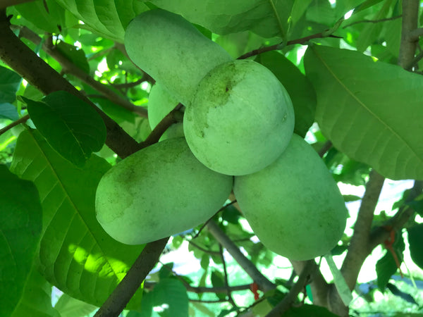 Asimina, 'Quaker Delight' pawpaw