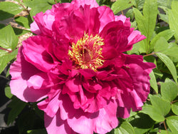 Paeonia suffruticosa, 'New National Beauty' Japanese tree peony