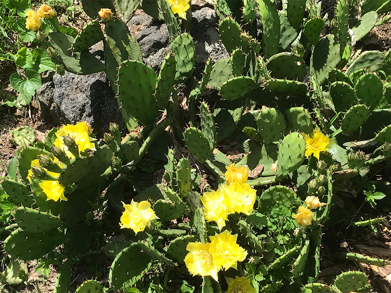 prickly pear yellow cactus flower Opuntia, Hardy Prickly Pear Cactus – Cricket Hill Garden