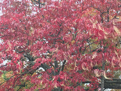 Oxydendrum arboreum, Sourwood