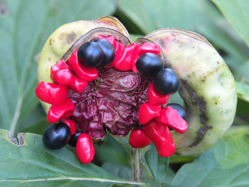 Paeonia japonica, Woodland Herbaceous Peony