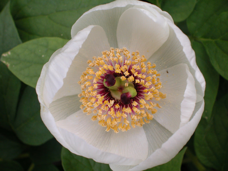 Paeonia japonica, Woodland Herbaceous Peony