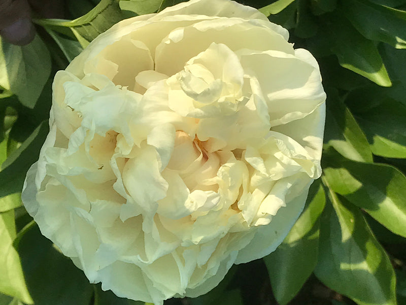 Paeonia, 'Blonde Vision' hybrid herbaceous peony