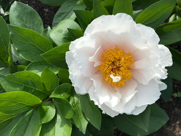 Paeonia, 'Blushing Princess' hybrid herbaceous peony