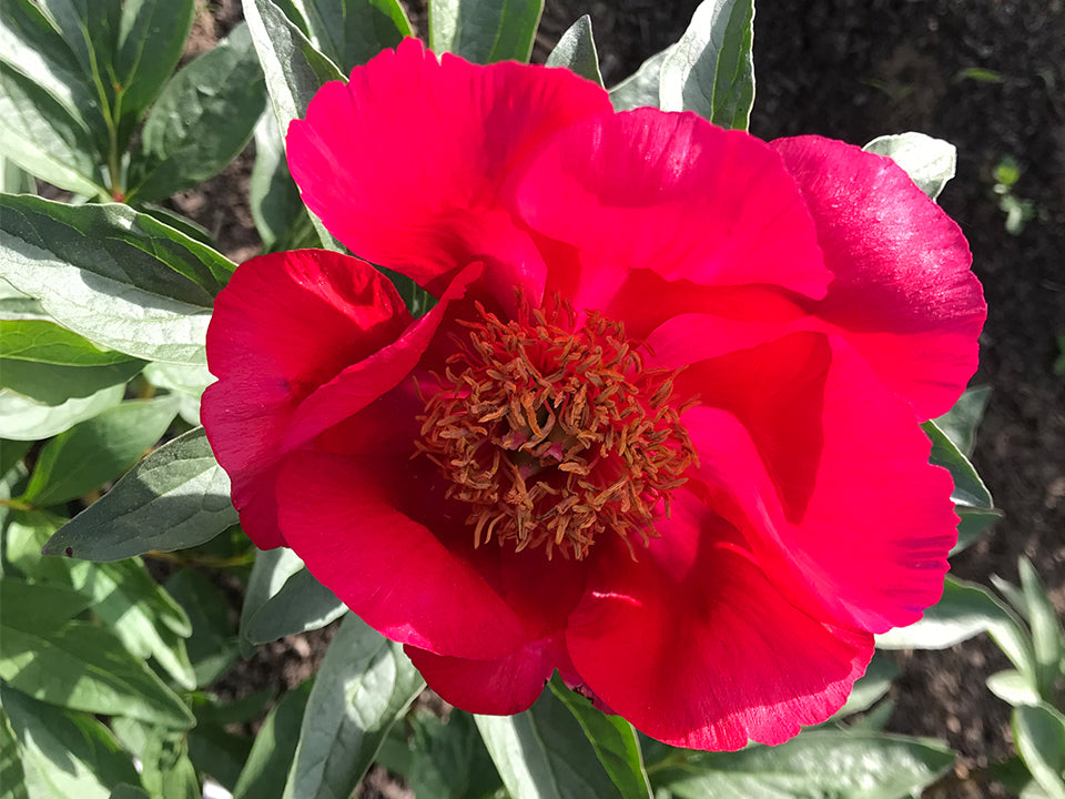 Paeonia, 'Cardinal's Robe' hybrid herbaceous peony – Cricket Hill Garden